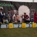 psydz1 82